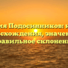 Фамилия Подосинников: история происхождения, значение и правильное склонение