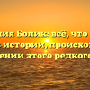 Фамилия Болик: всё, что нужно знать об истории, происхождении и склонении этого редкого имени